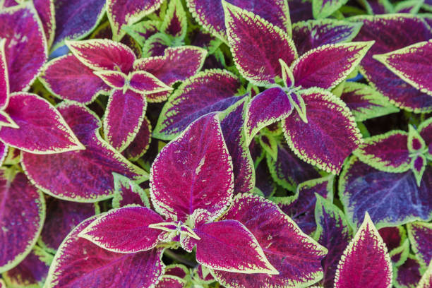 Red and green leaves of the coleus plant, Plectranthus scutellarioides Red and green leaves of the coleus plant, Plectranthus scutellarioides coleus plant plectranthus scutellarioides close up stock pictures, royalty-free photos & images