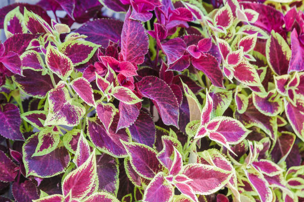 Red and green leaves of the coleus plant, Plectranthus scutellarioides Red and green leaves of the coleus plant, Plectranthus scutellarioides coleus plant plectranthus scutellarioides close up stock pictures, royalty-free photos & images