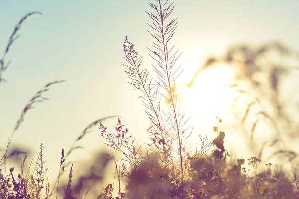 istock sunset in the field 1011553506