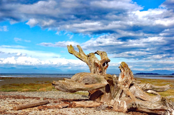 istock Large cedar stump on Rathtrevor beach 1011555948