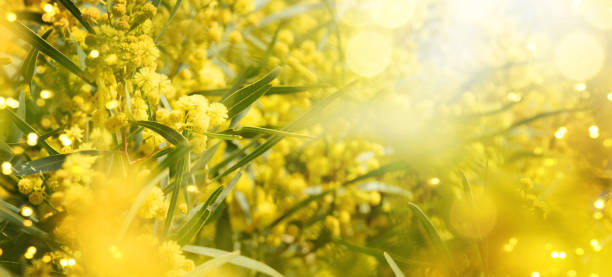 istock Blooming mimosa branches against the sky 1011558834