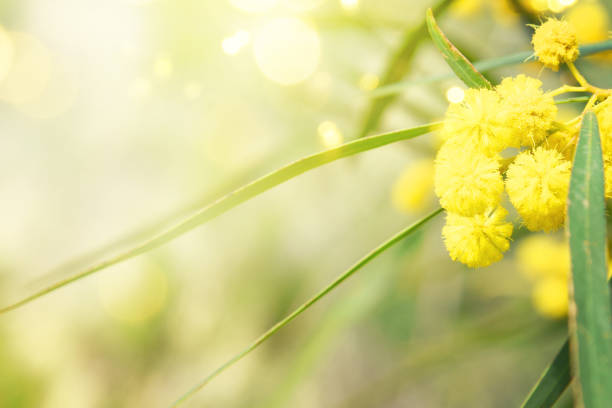 istock Blooming mimosa branches against the sky 1011559128