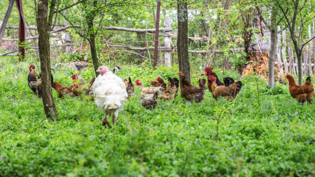 istock White turkey (meleagris-gallopavo) bird in the garden 1011559410