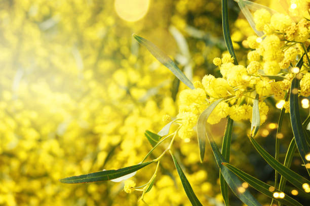 istock Blooming mimosa branches against the sky 1011570096