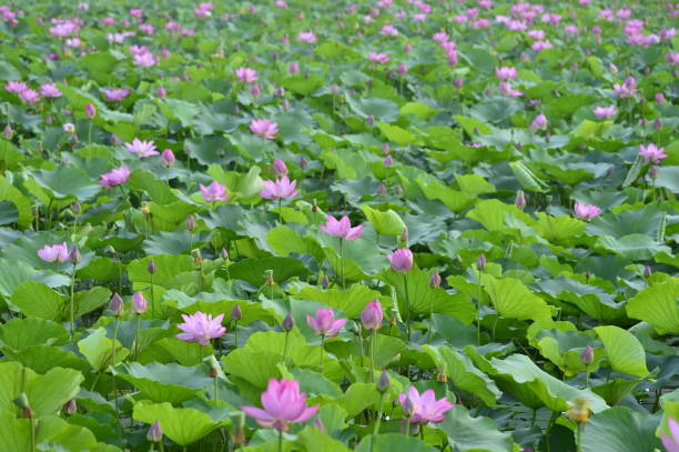 istock Blooming lotus flowers in the park 1011574862