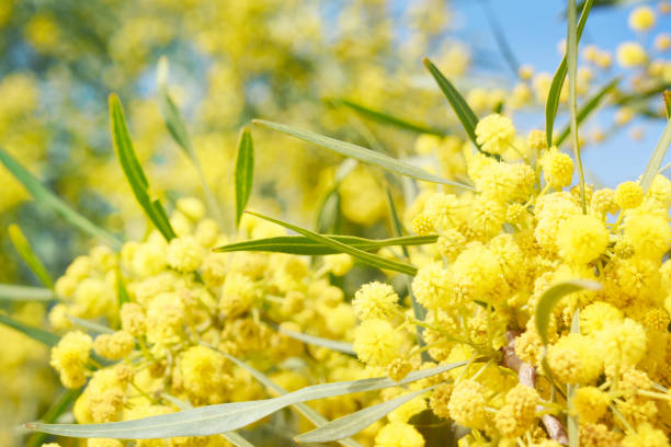 istock Blooming mimosa branches against the sky 1011575306