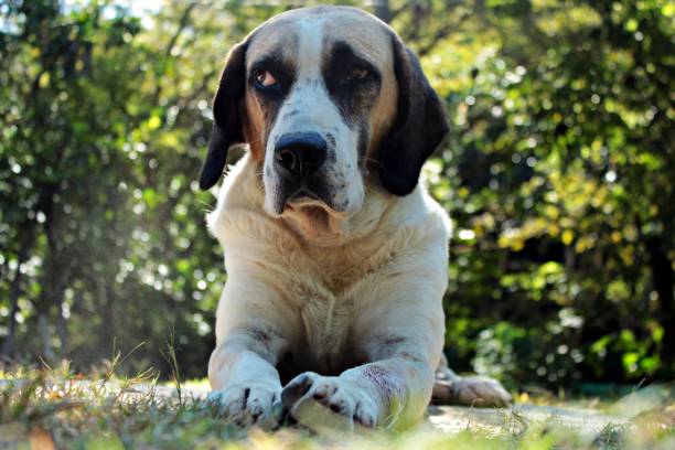 istock Brown and white dog outdoors 1011578068
