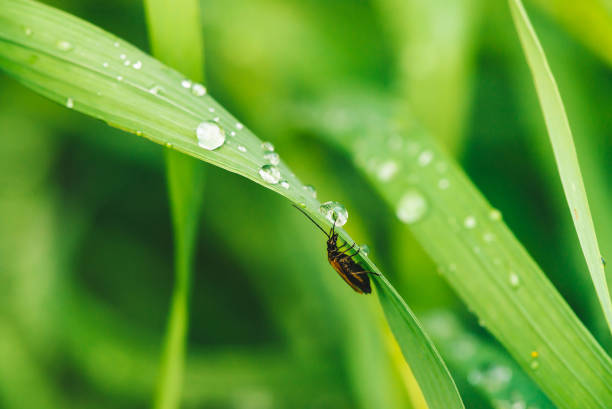 istock Small beetle Cerambycidae on vivid shiny green grass with dew drops close-up with copy space. Pure, pleasant, nice greenery with rain drops in sunlight in macro. Green plants in rain weather. 1011590632