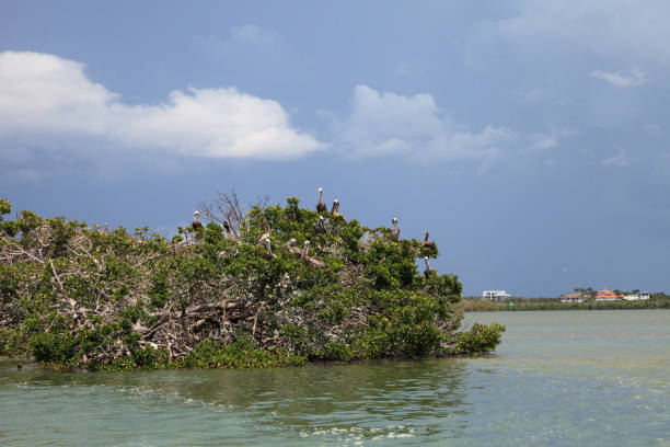 istock Brown pelican Pelecanus occidentalis flock perch in nests in a mangrove tree 1011594950