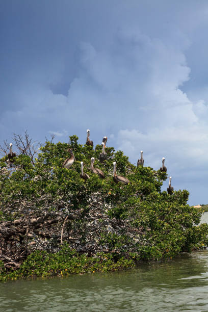 istock Brown pelican Pelecanus occidentalis flock perch in nests in a mangrove tree 1011595002