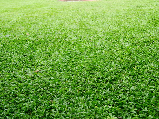 istock Grass field for football 1011597954