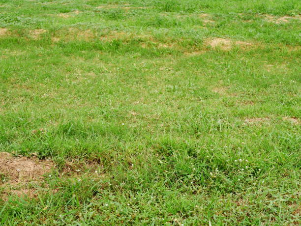 istock Texture of Green a Perfect Grass Lawn 1011598316