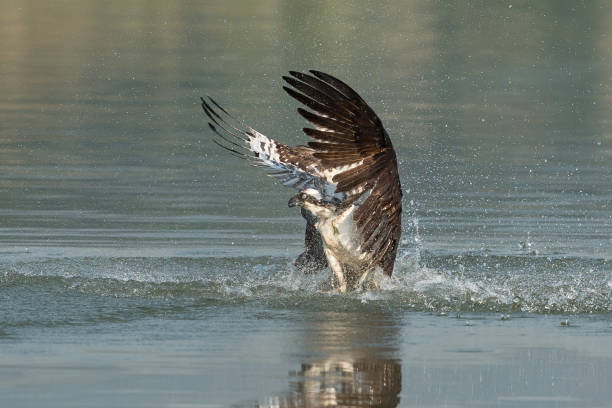 istock Osprey catching fish from the lake. 1011598338