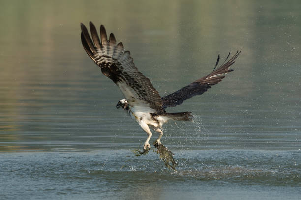 istock Osprey catching fish from the lake. 1011598352