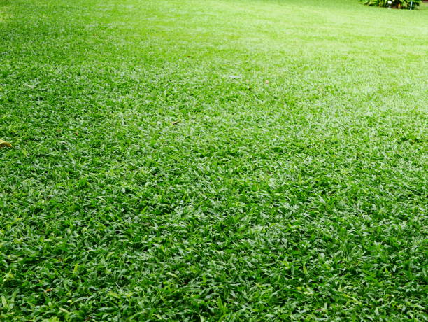 istock Grass field for football 1011598446