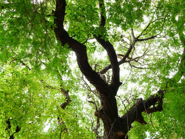 istock Fresh Green Leaves In Forest 1011605344