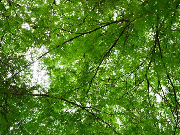 istock Natural green background, Fresh green leaves 1011605506