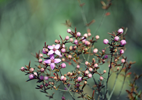 Pink flowers and buds of the Australian native Boronia ledifolia
