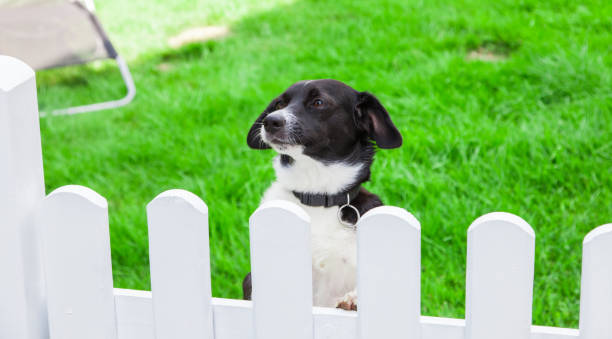 dog looks over the garden fence - late afternoon imagens e fotografias de stock