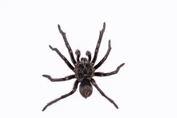 The common tarantula (Avicularia avicularia) is a species of tarantula that occurs in Central and South America.
Isolated on white background.