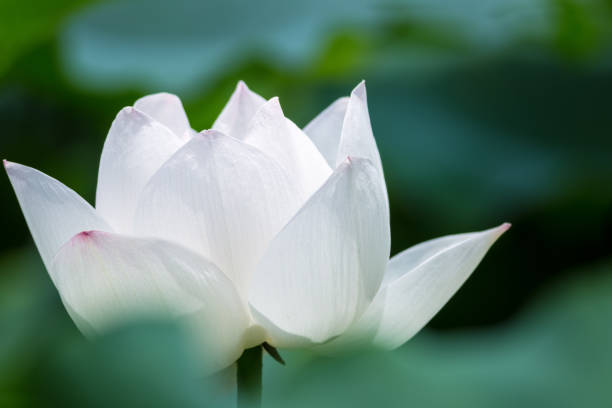 istock white lotus flower closeup 1011621312