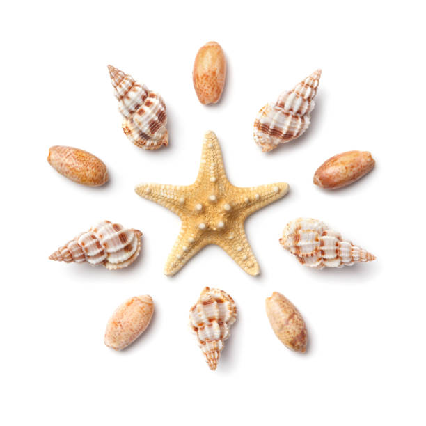 modello sotto forma di un cerchio di conchiglie marine e stelle marine isolate su uno sfondo bianco. - starfish beach white shell foto e immagini stock