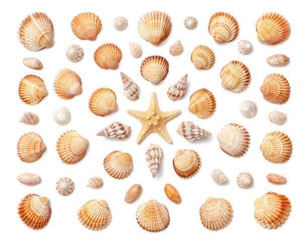 istock Pattern of exotic sea shells and starfish isolated on white background. Flat lay, top view. 1011622158
