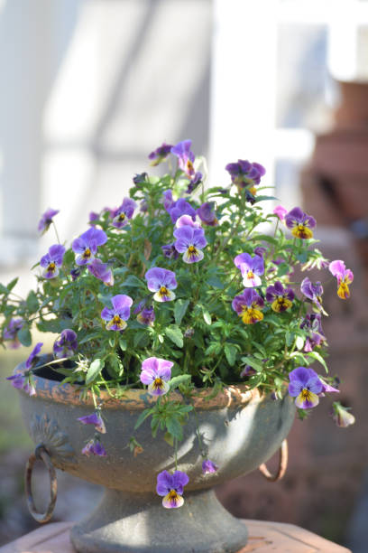 istock Container Gardening Spring Violets in Rustic Clay Footed Urn Planter 1011634170