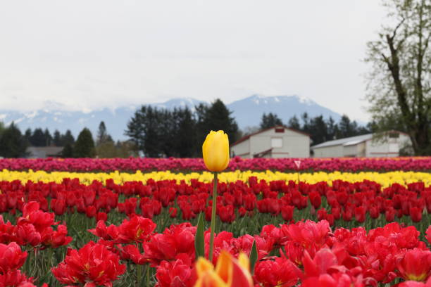 istock Flowers and Tulips 1011634278