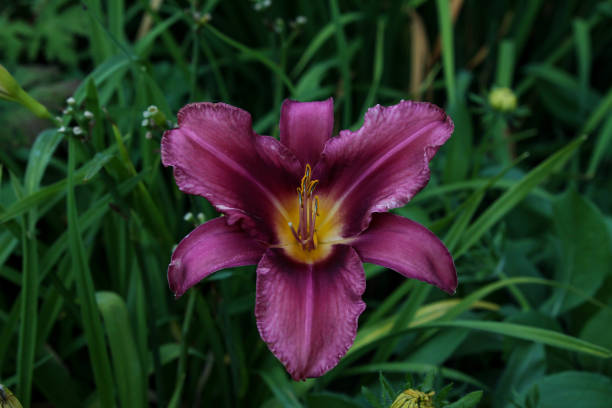 istock Flowers and Tulips 1011634364
