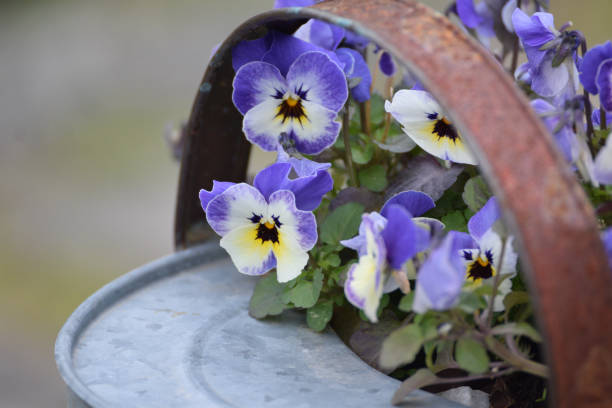 istock Blooming Blue Purple and White Violas planted in Recycled Galvanized Watering Can 1011634542