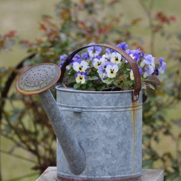 Blooming Blue Purple and White Violas planted in Recycled Galvanized Watering Can