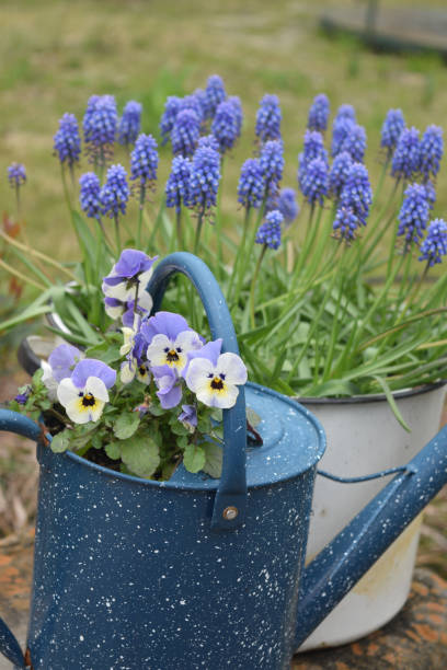 istock Spring Container Gardening with Blue Grape Hyacinth Bulbs and Violets 1011634766