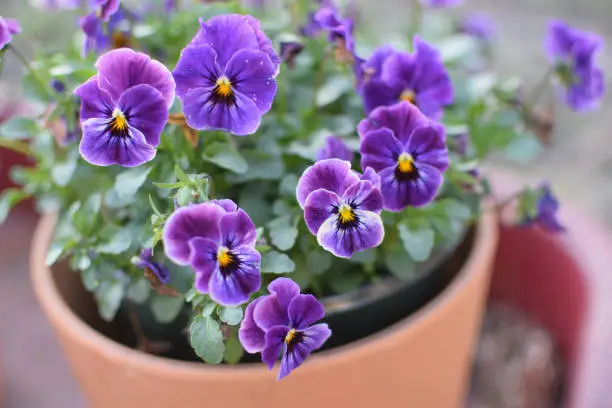 Vibrant Purple Spring Violets Planted in Terracotta Pot in the Garden