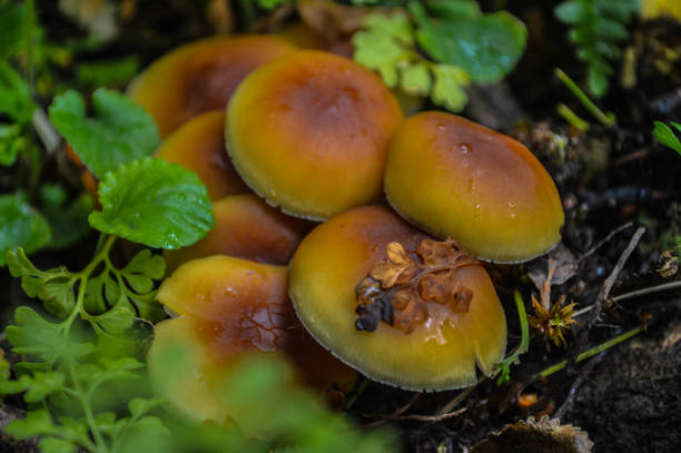 istock Mushroom Family 1011644986
