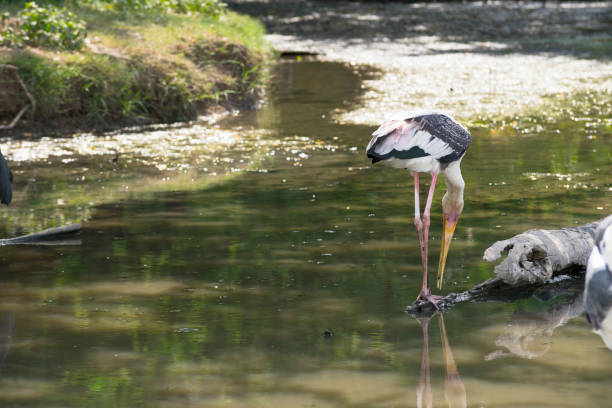 marabou stork resting in the pond in a zoo