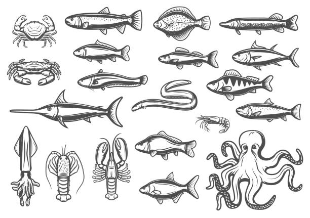 Vector sketch icons of fish and seafood Fish and marine animal or seafood sketch line icons. Vector isolated set of lobster crab, octopus and prawn shrimp, eel or pike and ocean mackerel with herring or flounder and trout for fishing sheatfish stock illustrations