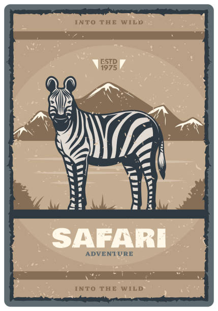Safari hunt adventure vintage poster of zebra. Vector retro design of African wild animal in savanna zoo for hunter open season or wildlife park or nature hunt and trophy