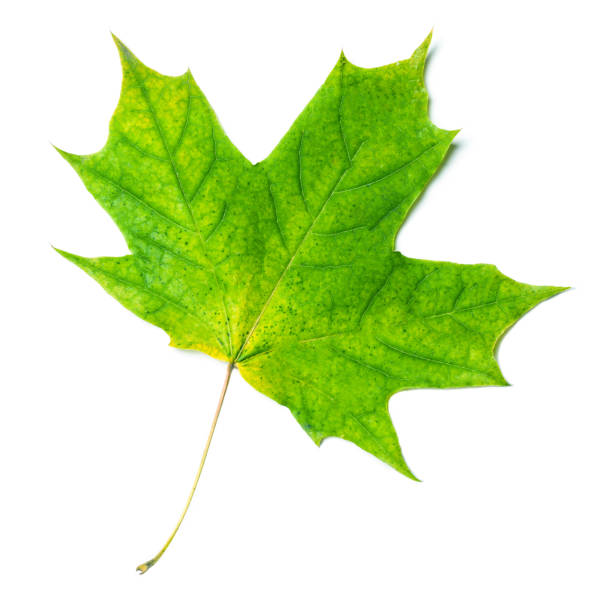 Autumn leaf. Green Autumn maple leaf isolated on a white background, close up. \