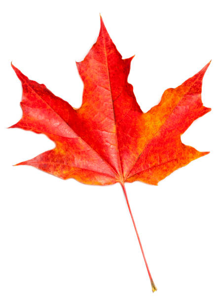 istock Autumn leaf. Red Autumn maple leaf isolated on a white background, close up. 