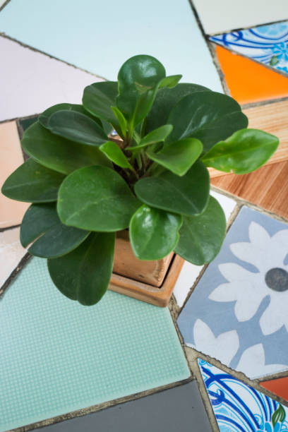 istock Green plant pot on the table 1011659964