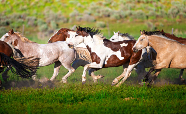 istock Running of the wild horses 1011664714
