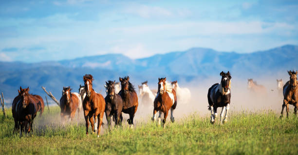 istock Running of the wild horses 1011664716
