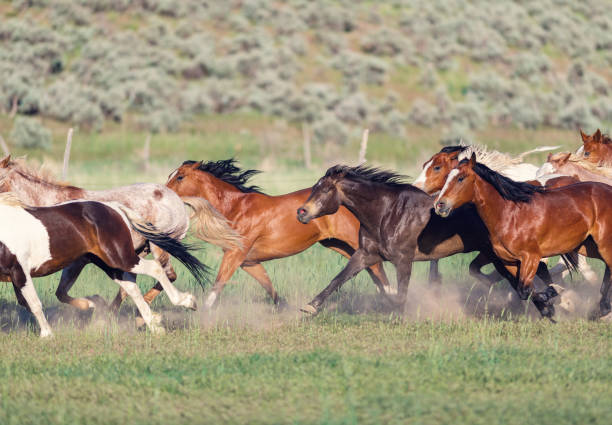 istock Running of the wild horses 1011664746