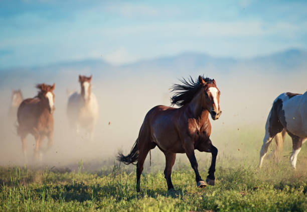 istock Running of the wild horses 1011664748