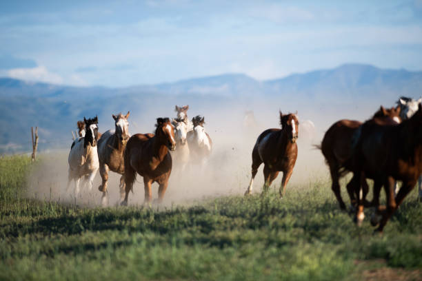 istock Running of the wild horses 1011664768