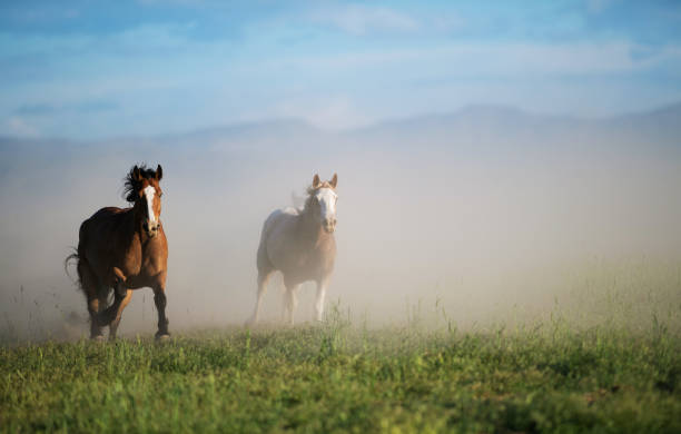 istock Running of the wild horses 1011664788
