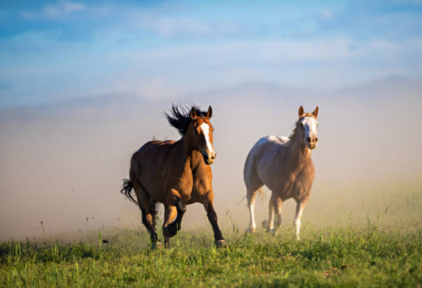 istock Running of the wild horses 1011664790