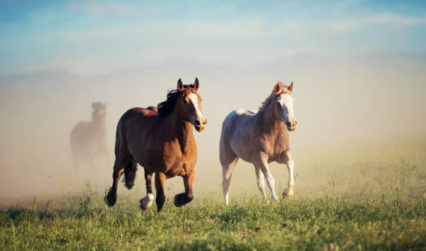 istock Running of the wild horses 1011664810