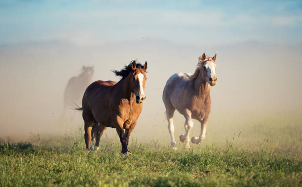 istock Running of the wild horses 1011664812
